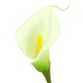 Mini Calla künstlich weiß L 28cm 12St | Floristik24.ch