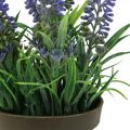 Floristik24 Mini-Lavendel im Topf Kunstpflanze Lavendel Deko H16cm