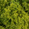 Mooskranz künstlich dekorativ grün 28 cm für Tisch und Tür | Floristik24.ch