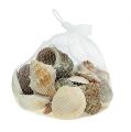 Floristik24 Muschelmix für Maritim-Dekoration Natur 400g