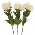 Floristik24 Nadelkissen Kunstblumen Exoten Protea Leucospermum Creme 73cm 3St