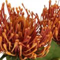 Floristik24 Nadelkissen Exotische Kunstblume Orange Leucospermum Protea 73cm 3St