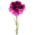 Floristik24 Nelken aus künstlichem Seidenstoff zweifarbig 56 cm 8er-Bund