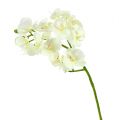 Floristik24 Orchidee Creme-Weiß L57cm 6St