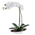 Floristik24 Orchidee Phalaenopsis in Schale Weiß H40cm