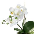 Floristik24 Orchidee Phalaenopsis zum Hängen H33cm Creme