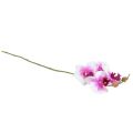 Floristik24 Orchidee Künstliche Phalaenopsis 4 Blüten Weiß Pink 72cm