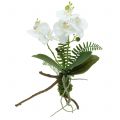 Floristik24 Orchidee Weiß mit Moosballen und Wurzeln 36cm