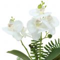 Floristik24 Orchidee Weiß mit Moosballen und Wurzeln 36cm