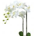 Floristik24 Orchidee Weiß auf Erdballen 65cm