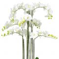 Floristik24 Orchidee Weiß auf Erdballen 118cm