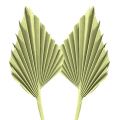 Floristik24 Palmspear Apfelgrün weißgewaschen 65St
