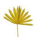 Floristik24 Palmspear Sun mini Gelb 50St