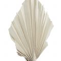 Floristik24 Palmspear Mini Weiß gewaschen 100St