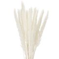Floristik24 Pampasgras Trockenblumen 70 cm gebleicht Creme 15 Stiele
