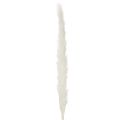 Pampasgras Trockenblumen 70 cm gebleicht Creme 15 Stiele | Floristik24.ch