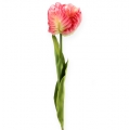 Floristik24 Papagei-Tulpe Pink 71cm 3St