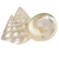 Perlmutt Kreiselschnecke Meeresschnecken Deko 5–6cm 6St | Floristik24.ch