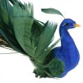 Floristik24 Paradiesvogel, Pfau zum Klemmen, Federvogel, Vogeldeko Blau, Grün, Bunt H8,5 L29cm