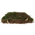 Pflanzkissen Reben Moos Pflanzschale Natur 20×20×6,5cm | Floristik24.ch