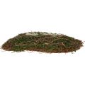 Pflanzwelle Reben Kleine Pflanzschale mit Moos 31×15×7cm | Floristik24.ch
