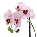 Floristik24 Künstliche Phalaenopsis Lila-Weiß in Schale H38cm