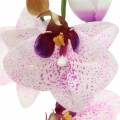Floristik24 Künstliche Orchidee Phaleanopsis Weiß, Lila 43cm