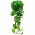 Floristik24 Philodendron Hänger künstlich 110cm