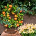 Physalis Kranz künstlich Orange, Grün Ø28cm Herbstdeko | Floristik24.ch
