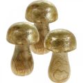 Floristik24 Pilz Mangoholz Gold, Natur Dekopilz Ø6cm H10cm 4St