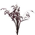 Floristik24 Plattährengras Trockengras Chasmantium Lila 70cm 10 St