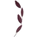 Plattährengras Trockengras Chasmantium Lila 70cm 10 St | Floristik24.ch