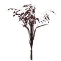 Plattährengras Trockengras Chasmantium Lila 70cm 10 St | Floristik24.ch