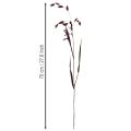 Plattährengras Trockengras Chasmantium Lila 70cm 10 St | Floristik24.ch