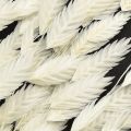 Plattährengras Trockengras Chasmantium Weiß 70cm 10 St | Floristik24.ch