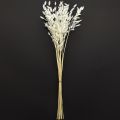 Plattährengras Trockengras Chasmantium Weiß 70cm 10 St | Floristik24.ch