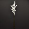Plattährengras Trockengras Chasmantium Weiß 70cm 10 St | Floristik24.ch