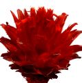 Plumosum 1 Rot 25 St | Floristik24.ch