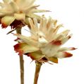 Leucospermum 1-3 Mix creme 100 Köpfe | Floristik24.ch