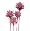 Floristik24 Leucospermum 1 brombeer gefrostet 25 St