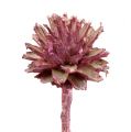 Floristik24 Leucospermum 1 brombeer gefrostet 25St