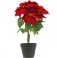 Floristik24 Künstlicher Weihnachtsstern Rot Kunstblumen im Topf H53cm