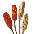 Floristik24 Protea Mix, Trockenblumen Respens Natur/Rot 13St