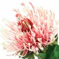 Floristik24 Protea Künstlich Rosa 73cm