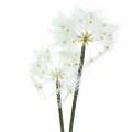 Floristik24 Künstliche Wiesenblume Riesenpusteblume Weiß 57cm