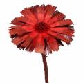 Floristik24 Repens Rosette Rot 8cm - 9cm 25 St