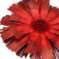 Repens Rosette Rot 8cm - 9cm 25 St | Floristik24.ch