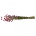 Floristik24 Strohblumen Trockenblumen Rosa Acroclinium Bund 20g