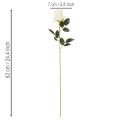 Künstliche Rosen Weiss mit langem Stiel 62 cm im 12er-Set | Floristik24.ch