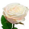 Floristik24 Künstliche Rose Creme 69cm